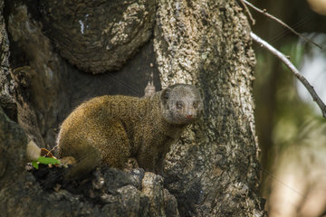 Dwarf mongoose (Helogale parvula) on a trunk  Kruger national park  South Africa