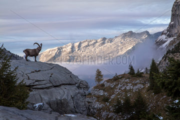 Alpine ibex (capra ibex) in his montane environment at the sunset  Haute-Savoie  Alps  France