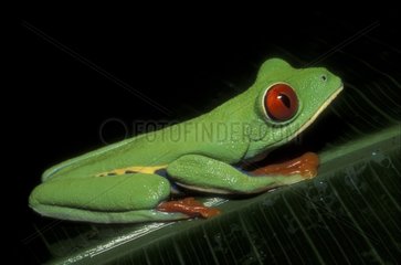 Grenouille à yeux rouges posée sur une feuille Costa Rica