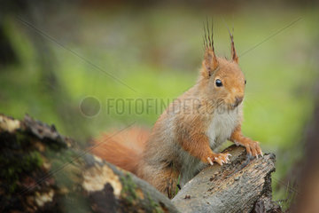 Red squirrel (Sciurus vulgaris) on the ground on a branch  Ardennes  Belgium