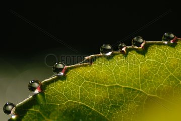 Dew drops on a leaf France