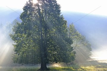 Lime in the rays of the rising sun - Slovenia