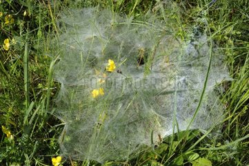 Labyrinth spider in its web - Slovenia