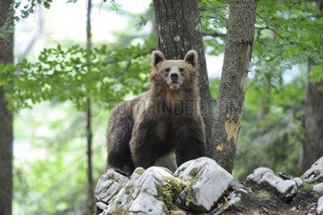 Brown bear in the woods - Slovenia