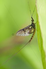 Mayfly male on leaf - Doller valley Alsace France