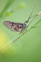 Mayfly male on leaf - Doller valley Alsace France