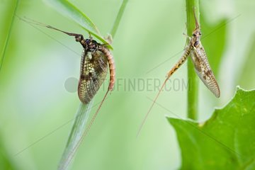 Mayfly male and female - Doller valley Alsace France