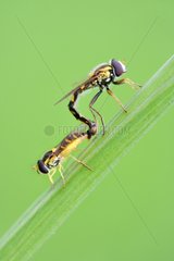 Mating hoverflies - Doller valley France