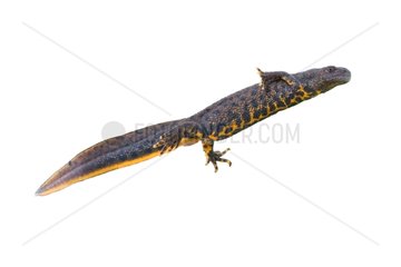 Crested newt on white background