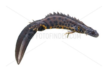 Crested newt on white background