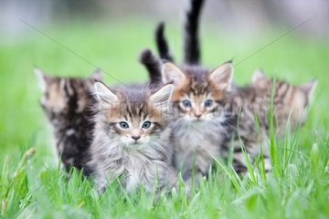 Maine coon kittens in the grass - France