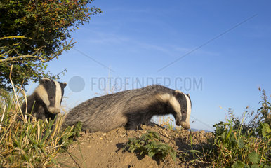 Badgers (Meles meles) Badger looking for food  England  Spring