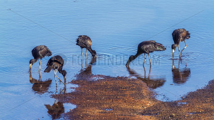 African openbill (Anastomus lamelligerus) in water  Kruger National park  South Africa. Specie