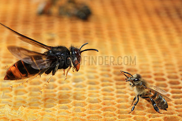 Face-off between an Asian hornet (Vespa velutina) in flight and an Honey bee (Apis mellifera) on alveoli. France