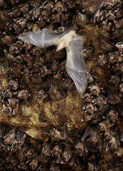Cave fruit bat (Eonycteris spelaea)  Bali  Indonesia