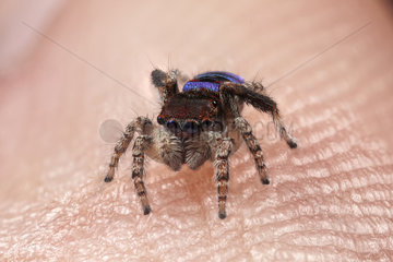 A male Maratus karrie (peacock spider) sitting on my thumb.