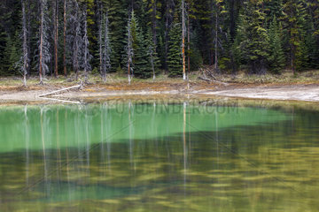Lake Forest - Jasper Alberta Canada