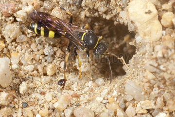Digger wasp (Gorytes laticinctus) digging its nest. During an attack  the wasp cut off the head of an ant  the ant remained hooked to its paw. France