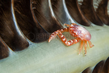 Three-lobed porcelain crab (Porcellanella triloba)  Siladen  North Sulawesi  Indonesia