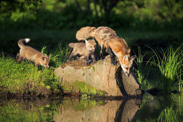 Red fox and young at the water's edge - Minnesota USA