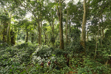 The pygmy canopy honey. A team of honey-hunters have just spotted the flight of bees towards a nest more than 50 metres high in an undergrowth of Mangobe plants. The big equatorial forest of Central Africa is the planets second lung. But in reality it is a very diversified ecosystem. Human presence in this forest goes back more than 20 000 years and during the last 5000 years there have been periods of drought linked to climatic changes. 2500 years ago  with the spreading of iron  and the arrival of the Bantu people  the forest cover was profoundly modified  the savannahs created. The Mangobe plants with an open undergrowth attest to ancient human occupation. These are often the spots where slash and burn has been practiced. Likouala  Congo