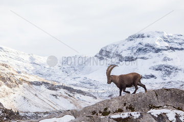 Alpine ibex (capra ibex) walking on rocks in october after first snows of the season  Alps  France