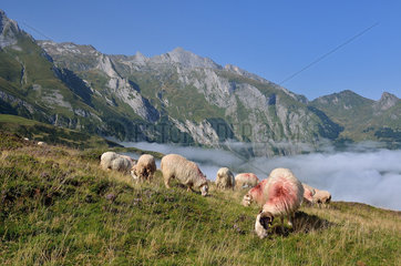 Ewes on the mountain pasture. Soulor pass  Pyrenees  France