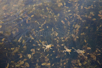 Common toads (Bufo bufo) in a pond in april  during breeding season  Alps  France