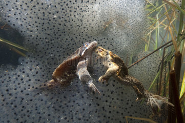 Attempted mating between a European frog (Rana temporaria) and a common toad (Bufo bufo)  Lac du Jura  France