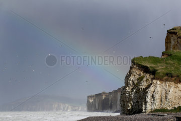 Rainbow and flight Herring Gull - Normandy France