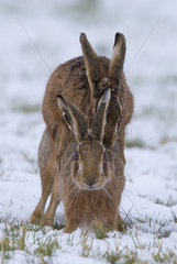 Brown Hares mating in a meadow covered by snow - GB