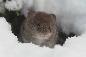 Bank vole in the snow - France