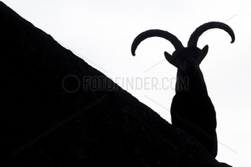 Spanish ibex (Capra pyrenaica)  Silhouette on rock  Guadarrama National Park  Spain