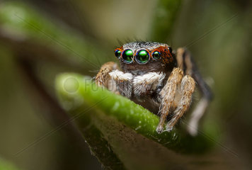 Peacock Jumping Spider on a leaf - Australia