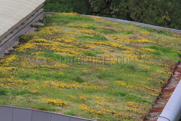 Vegetalized roof  France