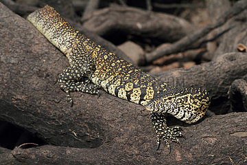 Nile monitor lizard on a log - Chobe Botswana