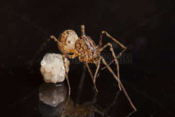 Spitting Spider female and her eggs - France