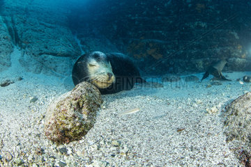 Adult male of California sea lion  (Zalophus californianus)  Los Islotes  Sea of Cortez  Baja California  Mexico  East Pacific Ocean