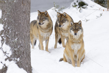 European Wolves  Canis lupus  Bavarian Forest National Park  Germany  Europe