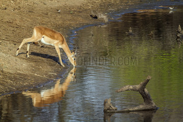 Impala (Aepyceros melampus) young male drinking  Kruger National park  South Africa