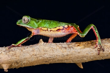 Spotted monkey tree frog (Phyllomedusa vaillanti) moving on a branch  Suriname