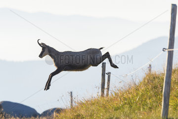 Chamois (Rupicapra rupicapra) jumping over fence  Hohneck  Vosges  Alsace  France  Europe