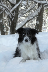 Wall-eyed mongrel dog in the snow - France