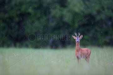 Roe deer (Capreolus capreolus)  Buck in the rain