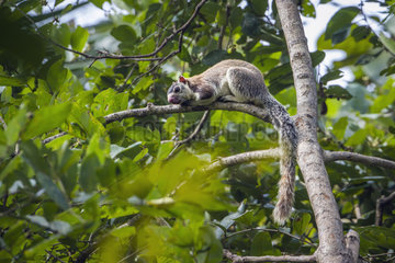 Grizzled giant squirrel (Ratufa macroura) on a branch  Mynneriya national park  Sri Lanka