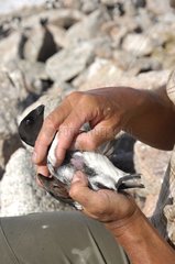 Identification of the brood patch a Little Auk - Greenland