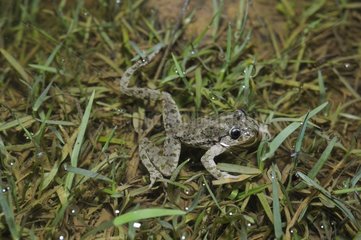 Parsley Frog in water - Pyrenees Spain