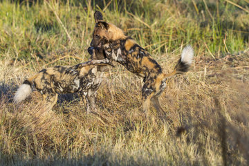 Wild dogs greeting at dawn - Moremi Botswana