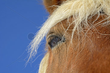 Eye and mane of Horse Comtois - France