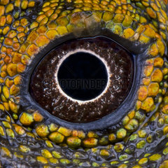 Eye of Chameleon agama (Gonocephalus chamaeleontinus) male  Java  Indonesia